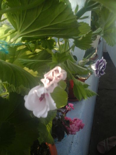 20141021_085242 - florile mele