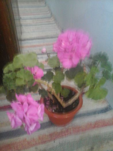 20141021_085223 - florile mele