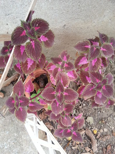 20141002_172635 - gradina in 2014