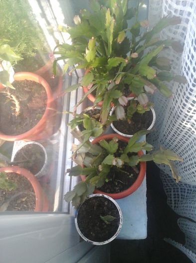 20141021_085136 - florile mele