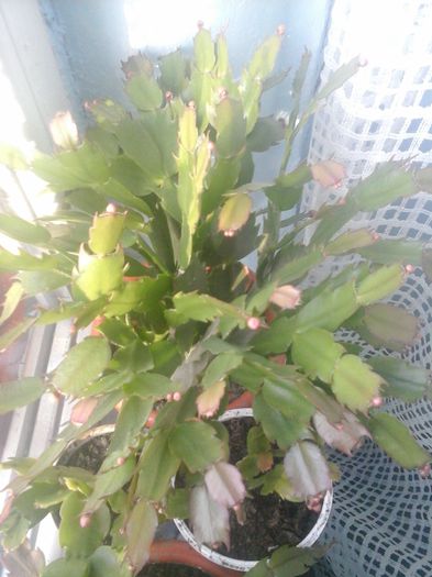 20141021_085121 - florile mele