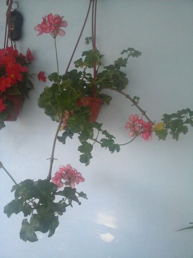 20141021_085052 - florile mele