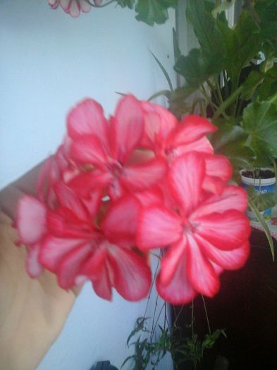 20141021_085040 - florile mele