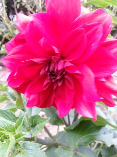 20141002_171858 - gradina in 2014