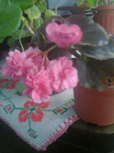 20141021_085011 - florile mele