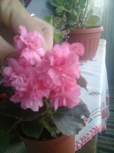 20141021_084952 - florile mele