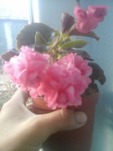 20141021_084931 - florile mele