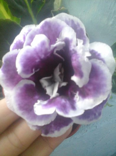 20141021_084905 - florile mele