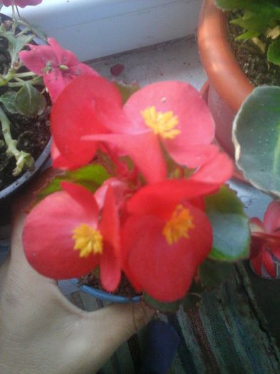 20141021_084848 - florile mele