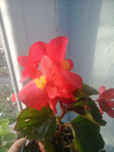 20141021_084834 - florile mele