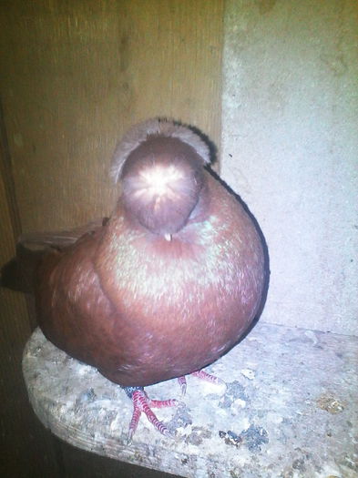 IMG_20141107_190200 - Bimotat de Ardeal