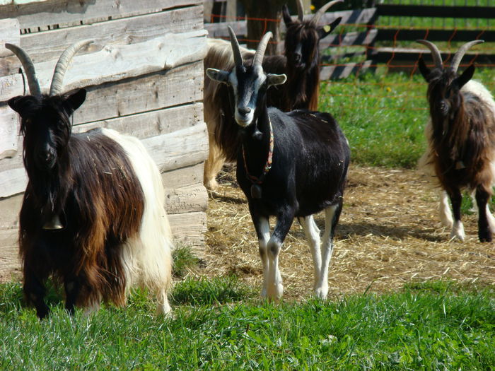 Capra Toggenburg si Walliser - Rase de oi si capre-Poze deosebite 2