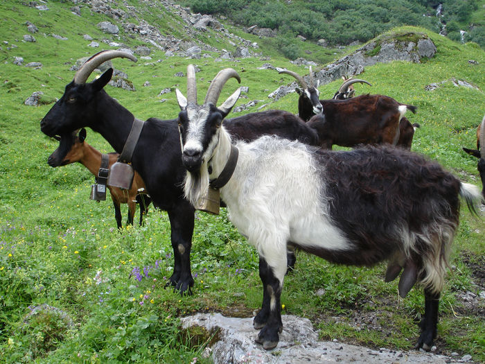 Capre Paun , Alpina si Toggenburg - Rase de oi si capre-Poze deosebite 2