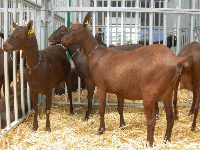 Nu stiu Toggenburg sau Murciana - Rase de oi si capre-Poze deosebite 2
