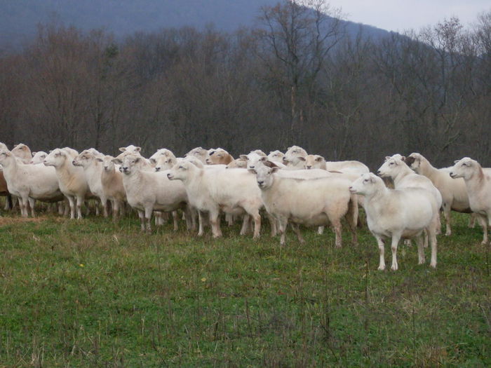 Oi Katahdin frumoase-8e - Rase de oi si capre-Poze deosebite 2