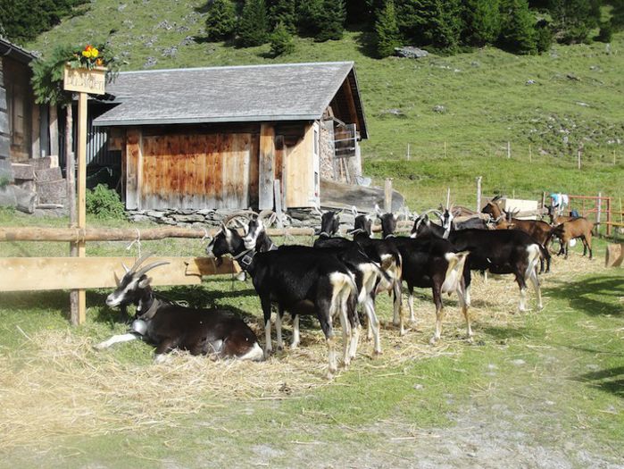 Toggenburg si Alpine la munte - Rase de oi si capre-Poze deosebite 2
