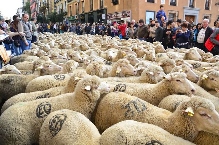 Turma trece prim Madrid - Rase de oi si capre-Poze deosebite 2