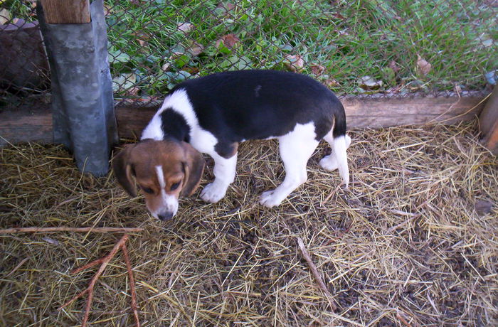 Lessi; Beagel tricolor
