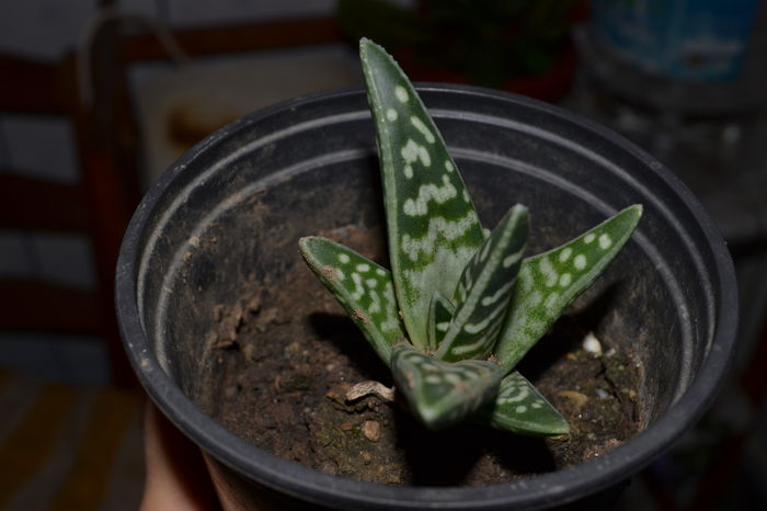 aloe variegata - Plantele mele de apartament