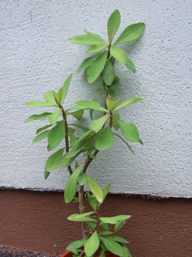 arbore de cauciuc (synadenium)  7lei - Plantele mele de apartament