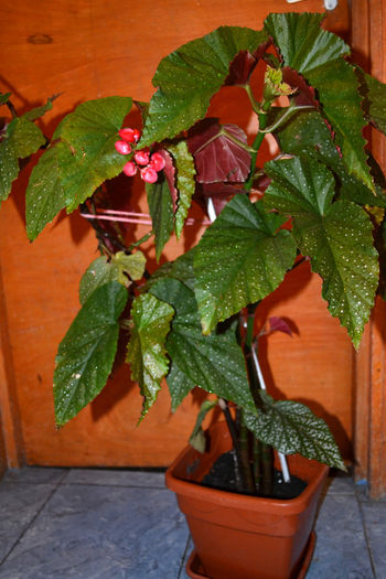 begonia corallina - Plantele mele de apartament