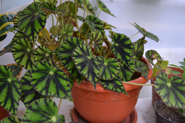 begonia tiger  6lei - Plantele mele de apartament