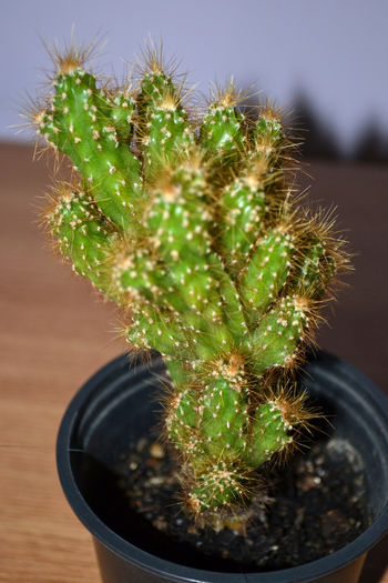 cactaceae(Cereus peruvianus)