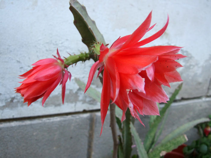 cactaceae (phillocactus) 5lei - Plantele mele de apartament