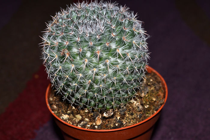 cactaceae - Plantele mele de apartament