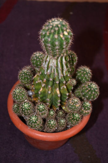 cactaceae echinopsis albispinosa  5lei - Plantele mele de apartament