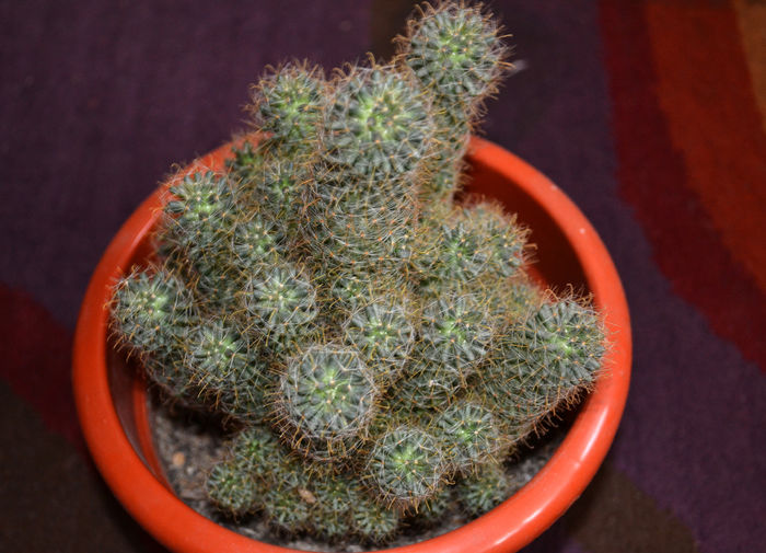 cactaceae mammillaria elongata  5lei