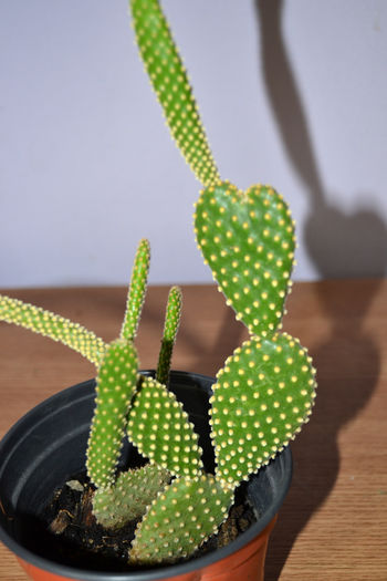 cactaceae opuntia microdasys   5lei