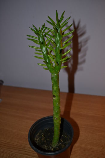 cactaceae opuntia sublata - Plantele mele de apartament