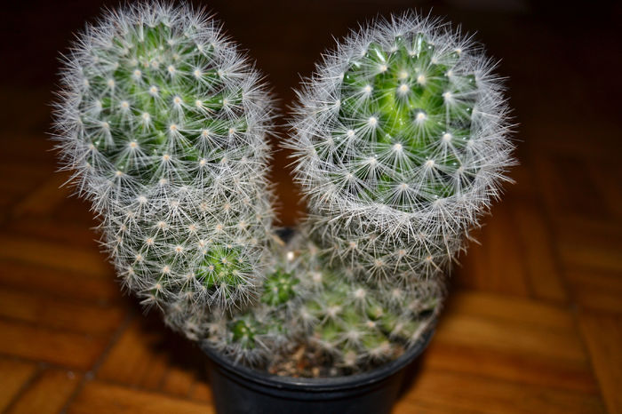 cactaceae(echinocereus) - Plantele mele de apartament