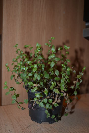 calisia repens  5lei