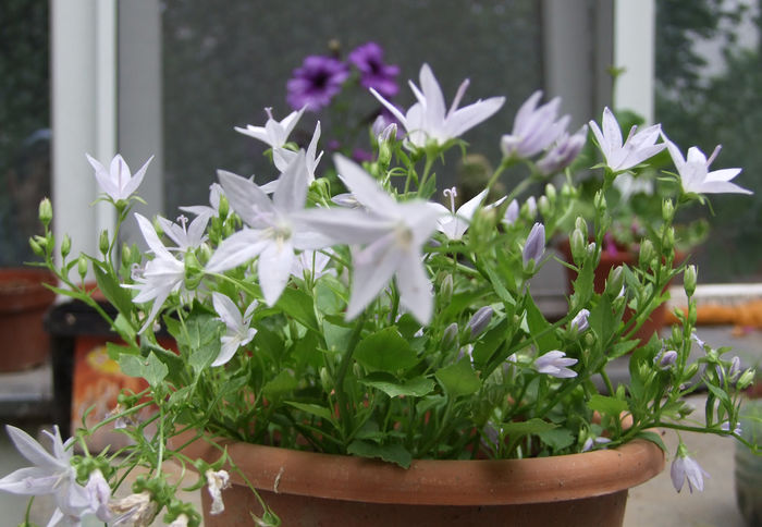 campanula blue   8lei