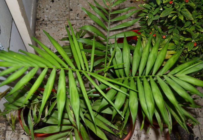 chamaedorea elegans - Plantele mele de apartament