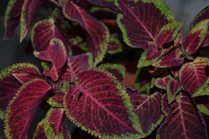 coleus  5lei - Plantele mele de apartament