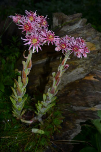 sempervivum flori