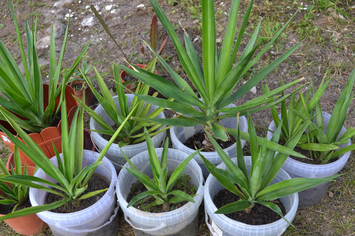 yuca elephantipes    15-40lei