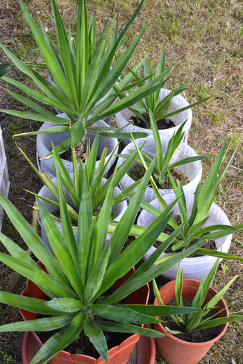 yuca elephantipes 2 - Plantele mele de apartament