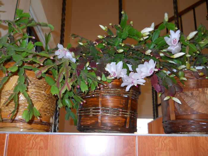 DSCN4848_007