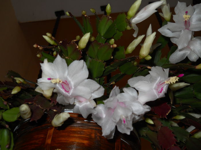 DSCN4852_011