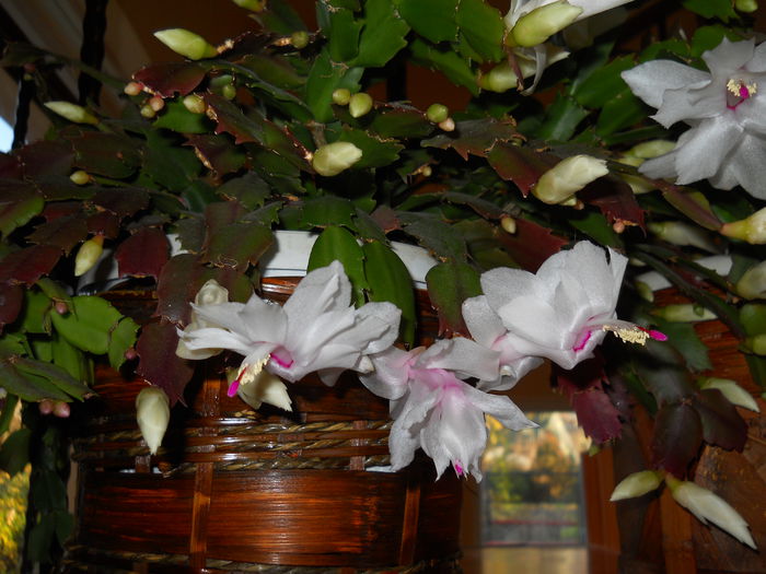DSCN4858_017