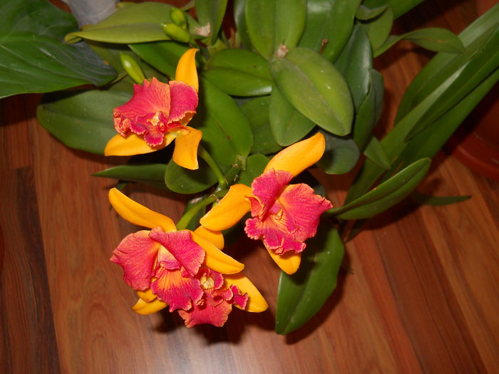 DSCN4855_014 - cattleya