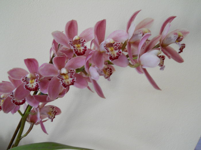 DSCN4854_013 - cymbidium 2013-2014