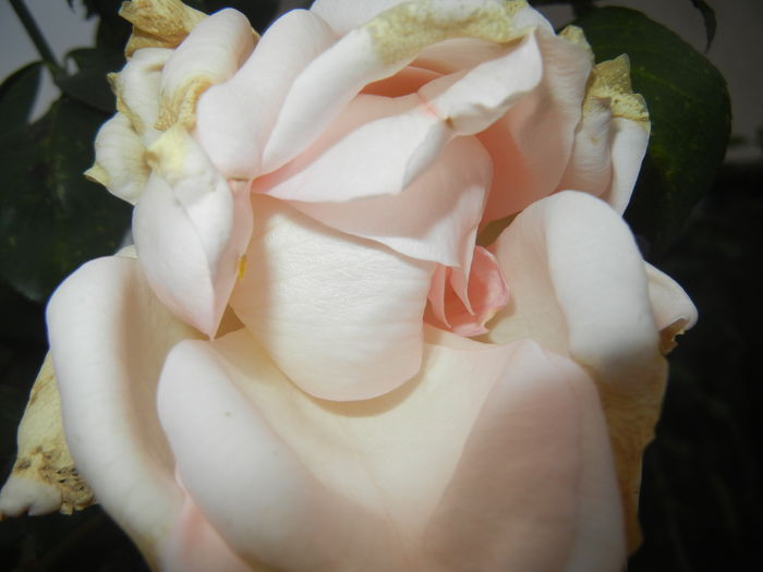 Rose Adriana (2014, November 09)