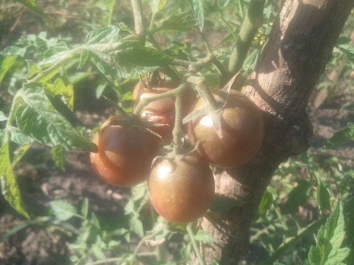 1904179_756700811032492_3449979614603727254_n