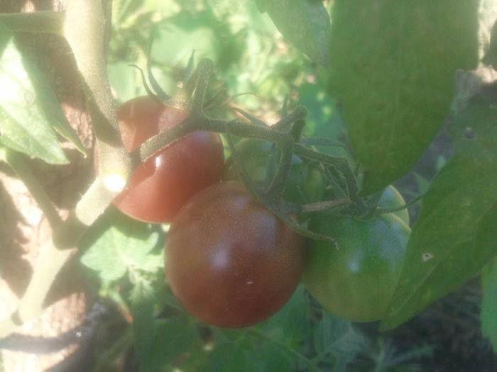 10540779_756700944365812_8077795230122833601_n