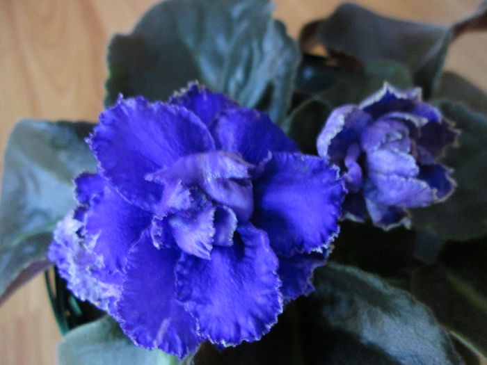 Le Antonio Banderas IMG_2430 - Violete